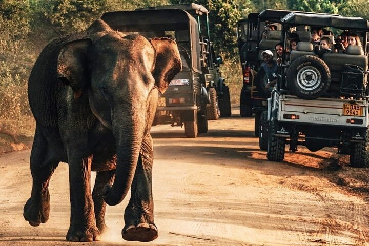 Udawalawe National park 